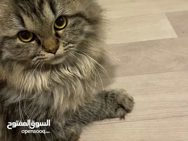 قطه فصيله نادره