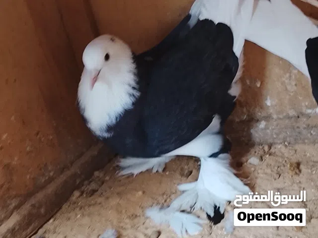 زوز كوبيات كوبيه بخري وكوبيه مضربه علي بطريق