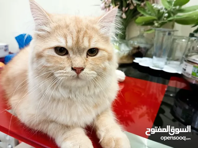 Scottish breeds, 8 month