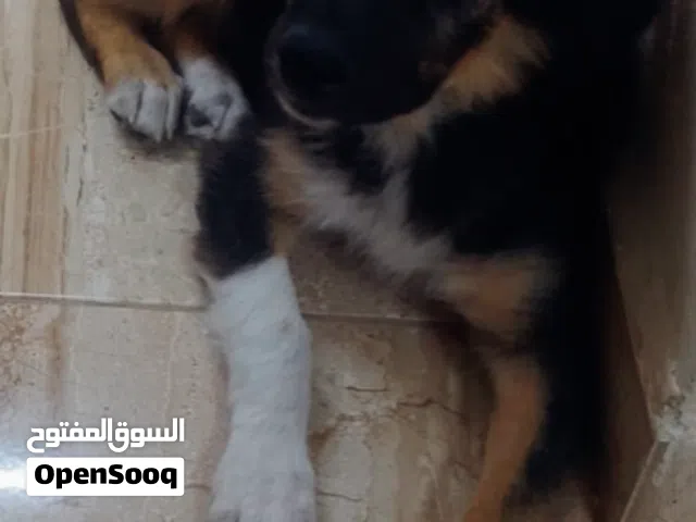 كلب ما شاء الله عليه كوكيجن شيبرد