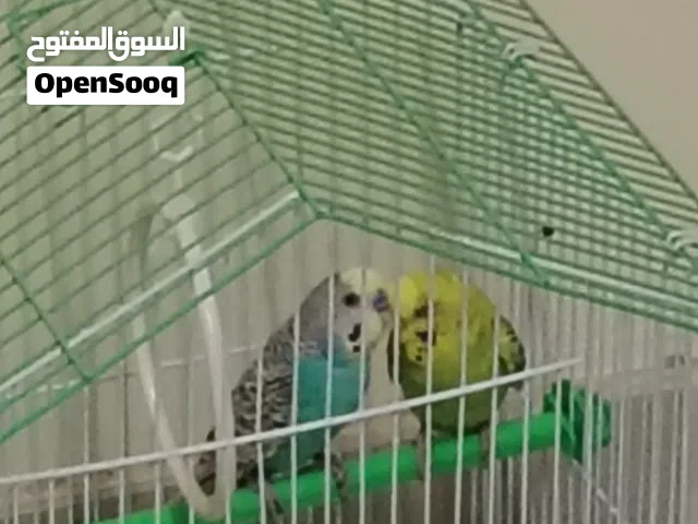 للبيع طيور الحب مع القفص والأكل الخاص للطيور.