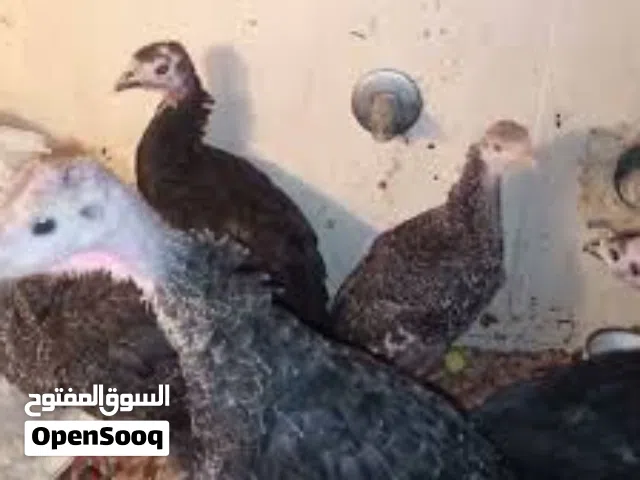 مطلوب افرااخ فسيفس