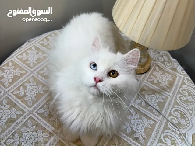 قطه شيرازي انغورا تركي
