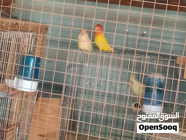 جوزين روز شغالات ومميزات نخب النخب بسعر ممتاز