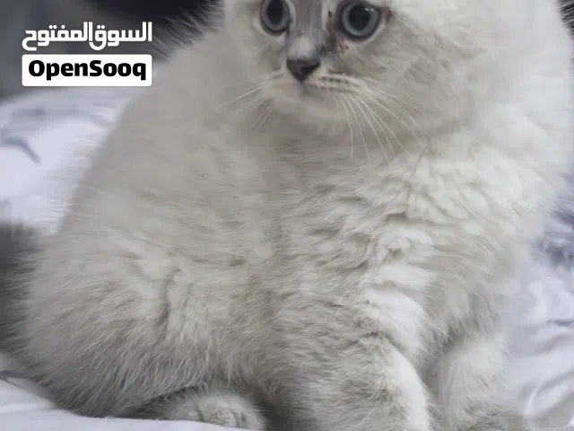 سكوتش إستريت