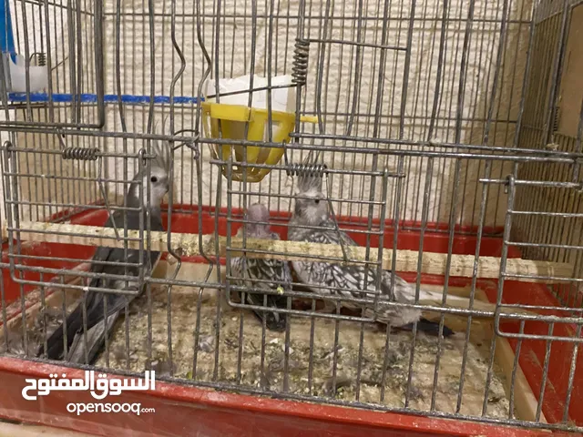 جوز كوكتيل وايت فيس