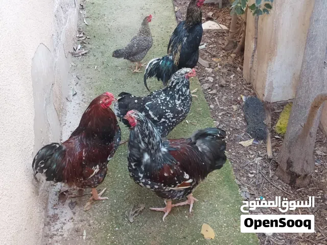 دجاج للبيع