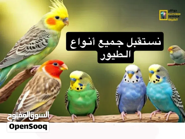 تبني جميع أنواع الطيور