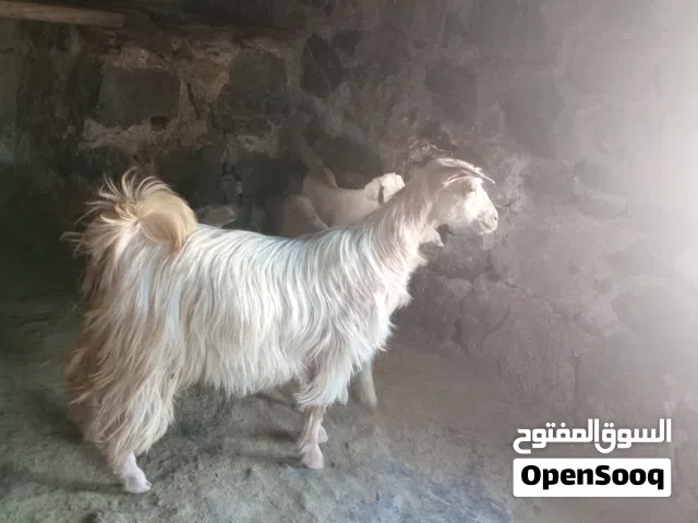 شاء عمانيه