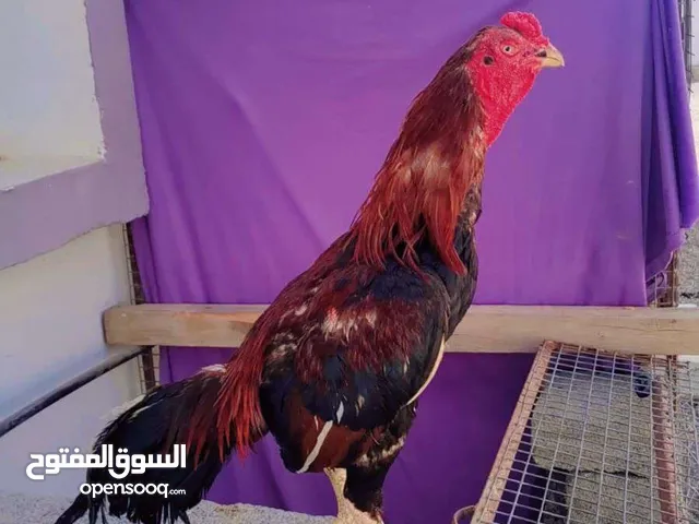 طيور حار نسل