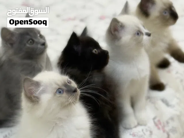 قطط هملايا عمر 3 شهور للتبني