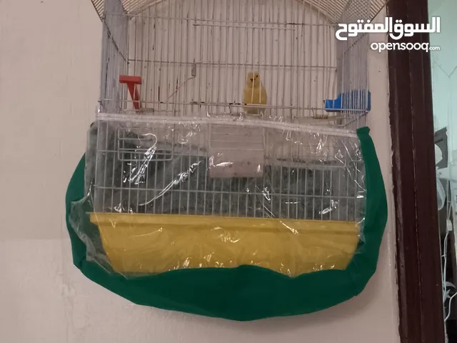 عصفور كنار ذكر