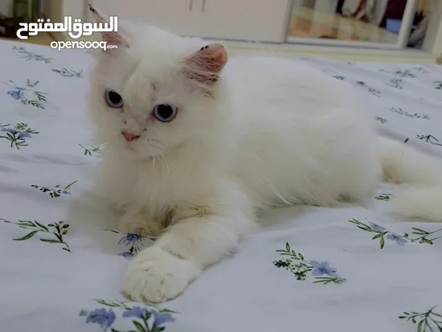 Persian kitten 3.5 months old
