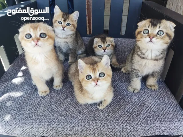 قطط سكوتش فولد للبيع