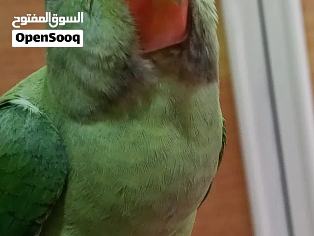 ببغاء نيبالي اليف محلق حلقه ذهبيه عمر أقل سنه يناغي المكان ابو الخصيب محيله