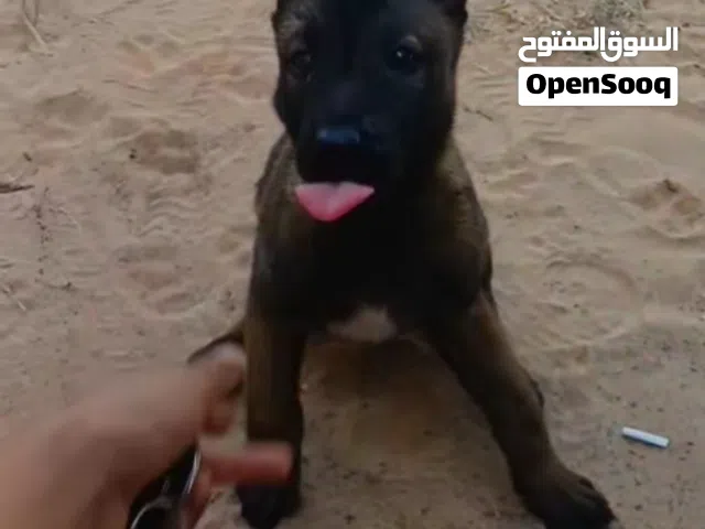 انتيا ملنوا للبيع العمر شهرين