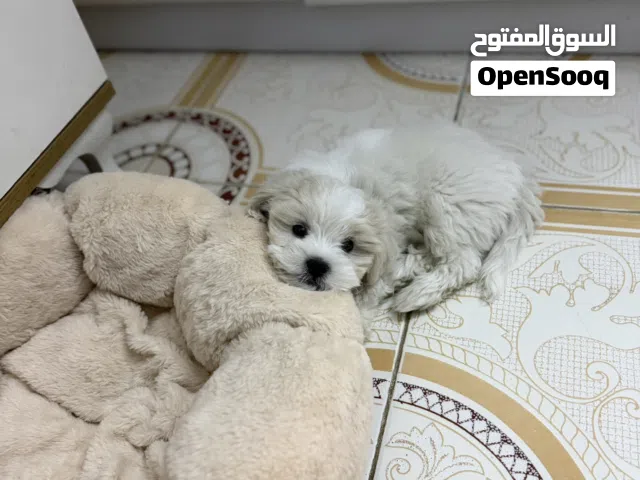 تيرير فرنسي صغير