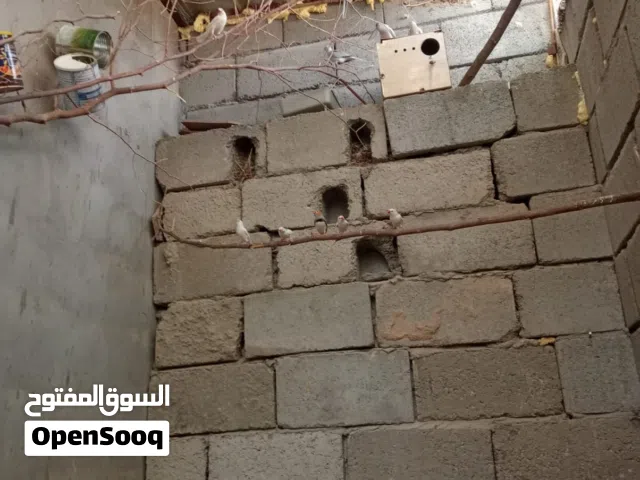 حمام ملكي/فناجس/جاوا