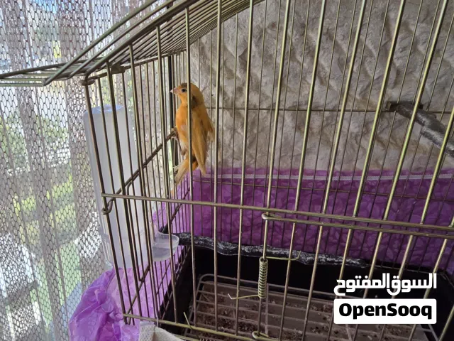 ذكر كنار  مخلوف