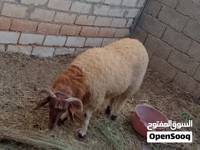 خروف عيد ربي يبارك