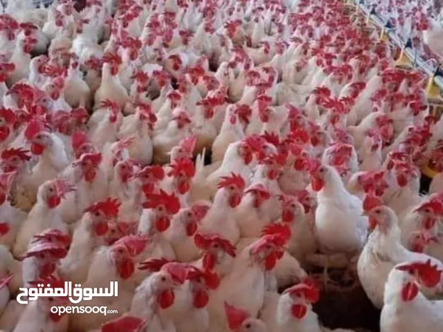دجاج مزارع بياض لون ابيض في اربد