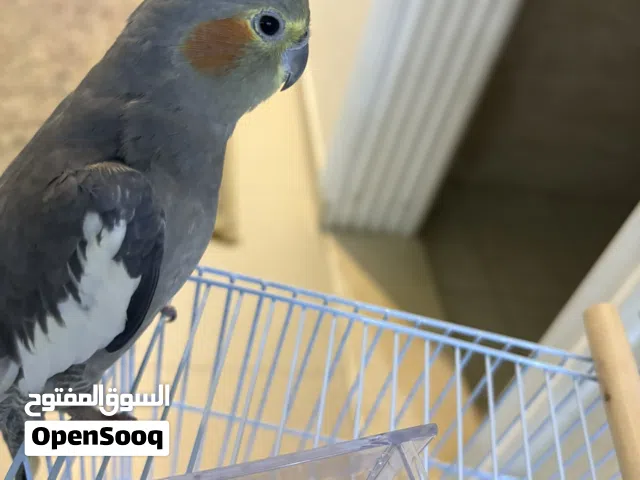 كوكتيل اليف