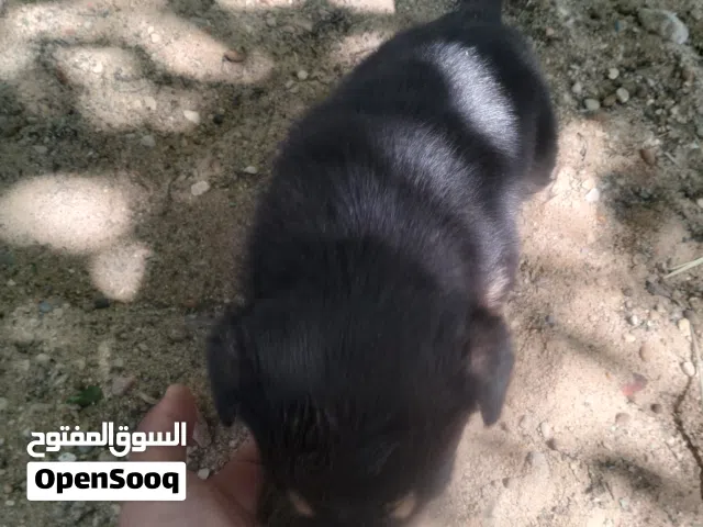 جروة روتوايلر العمر شهر