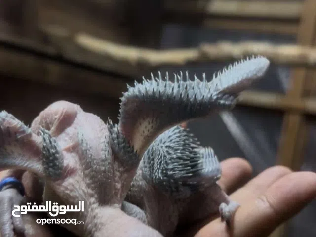 فروخ متو درة الخضره