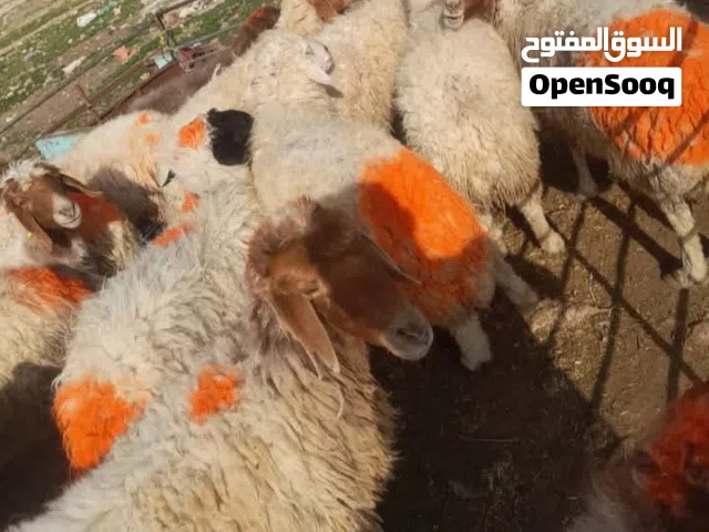 غنم أضاحي عقيقة نذر.....للبيع الزرقاء الهاشمية