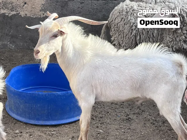 تيس كحلي  العمر من 8 اشهر الي سنه