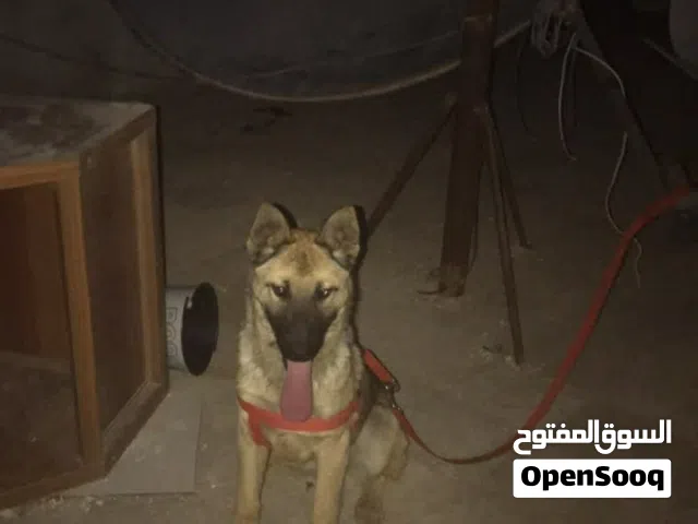 كلب جيرمن ميكس مالينو