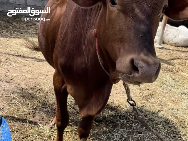 ما شاء الله عجل عماني مطعوم طعام دار