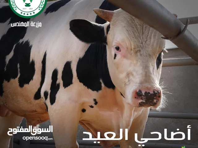 عجول واضاحي بلدي للبيع من مزرعتنا