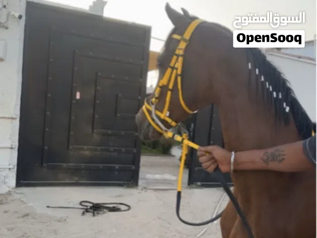 خيل-الحيوانات
