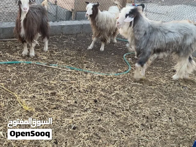 اغنام ما شاء الله ما عليهن الكلام حياك الله ف الوصف