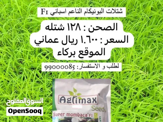 شتلات البونيكام الناعم اسباني F1
