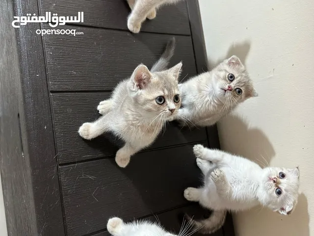 قطط سكوتش ستريت. قطط سكوتش فولد.