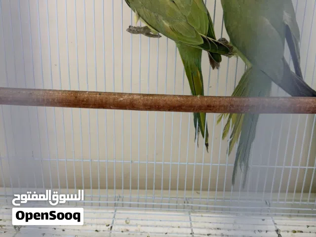 زوج ببغاء دره هندي جاهز للانتاج
