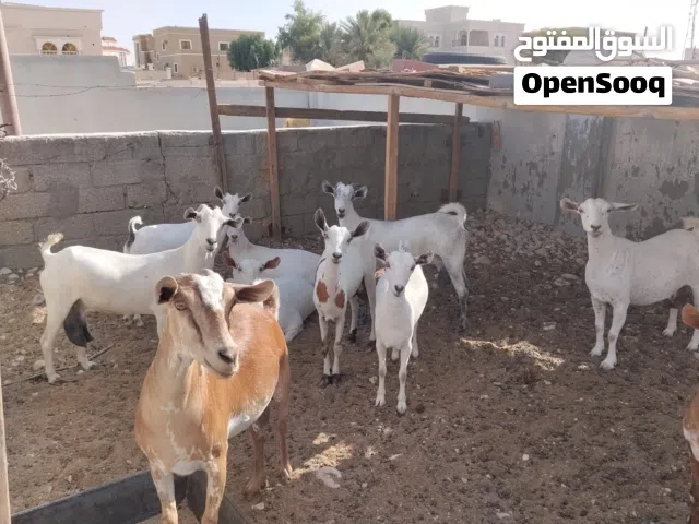 ماعز محلية للبيع