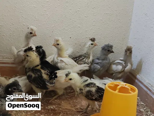 فروخ صوص دجاج الزينة بولش