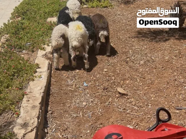 6 عبر صلاة النبي عليهم