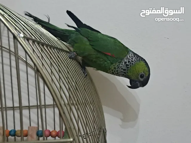 ببغاء جرين شيك لون مميز جدا متكلم بحكي بابا تعال حبيبي كوكو السلام عليكم