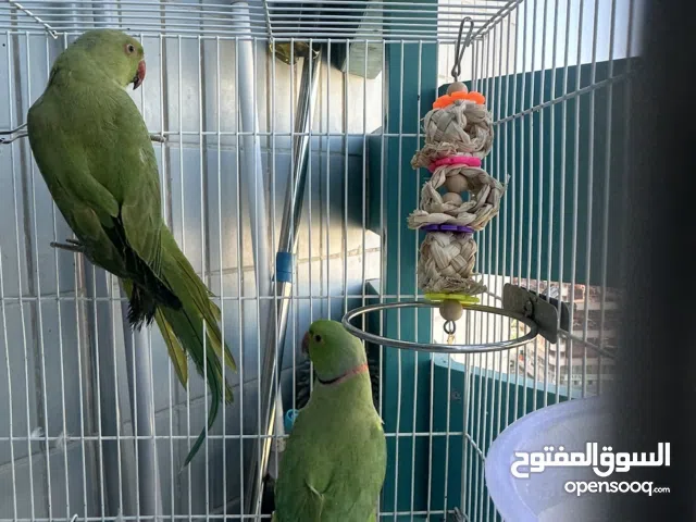 ببغاء الدرة الهندي Indian Ringneck Parakeet