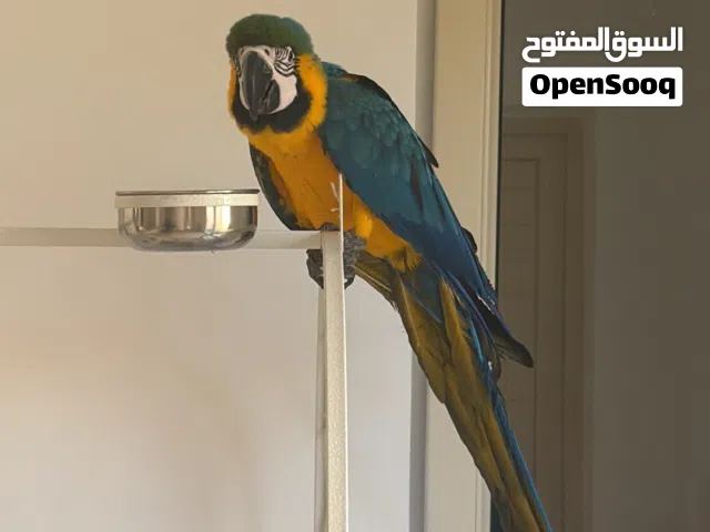 مكاو بلو اند قولد