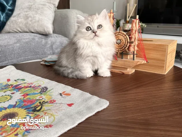 Munchkin Scottish straight short legs beautiful color rare breed and unique