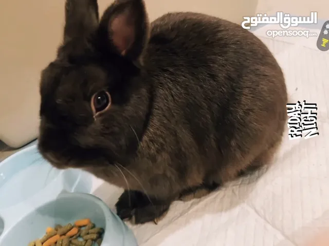 ارانب للبيع نوع مميز