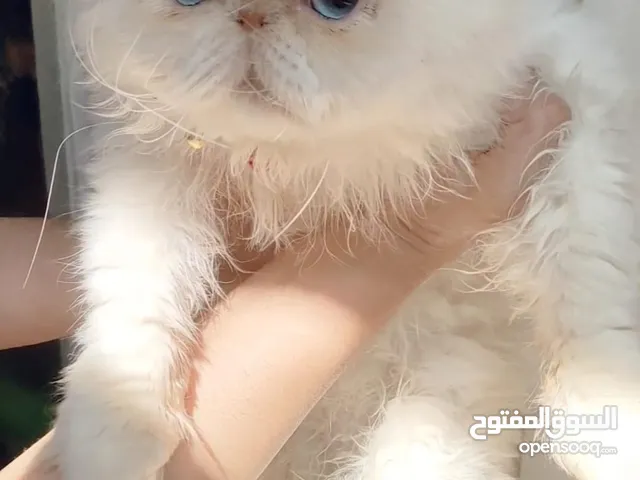 ذكر هيمالايا اورنج زورار توب