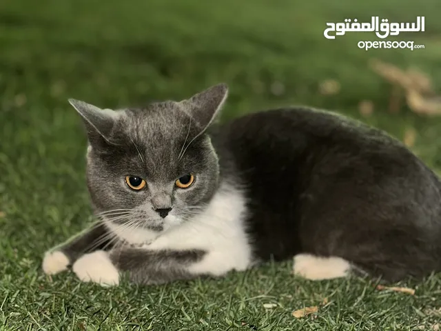 قطة من نوع British Shorthair