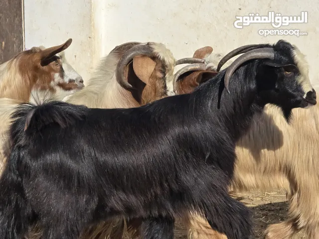 تيوس جباليات كبار وسمان العمر سنه ع 85 ف الرأس بالجمله وتنقي ع 95 حلوات الي يريد يذبح او يذخر