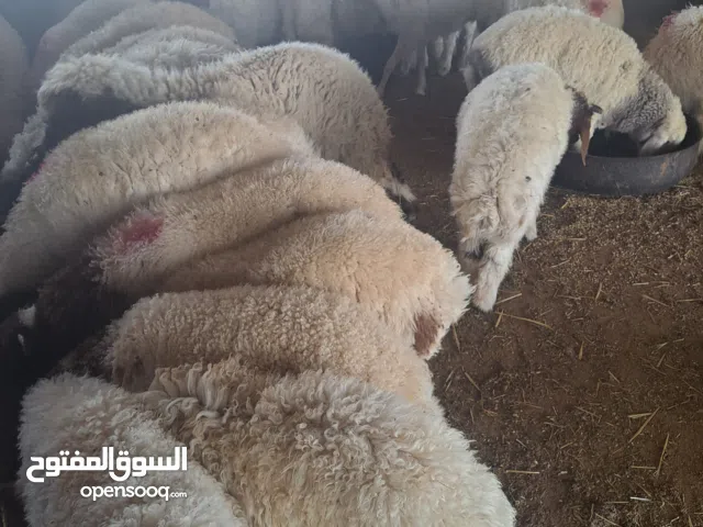 هرفي نعيم بلدي
